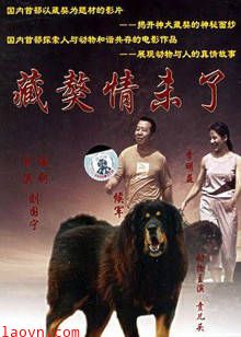 藏獒情未了