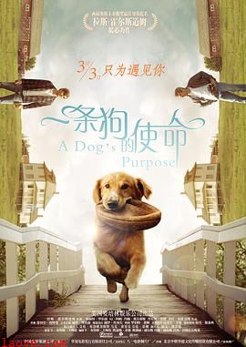 一条狗的使命