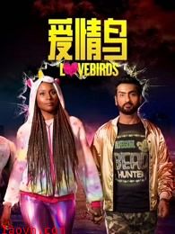 爱情鸟