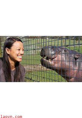 倭河马的秘密生活