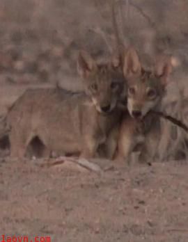 沙漠生存者：阿拉伯狼