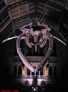 地平线系列.:恐龙迪皮与蓝鲸